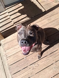 Athena the Pittie - Photo 5