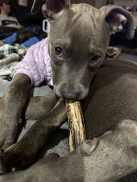 Athena the Pittie - Photo 15