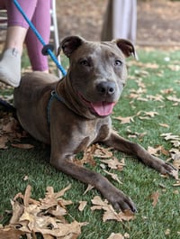 Athena the Pittie - Photo 1