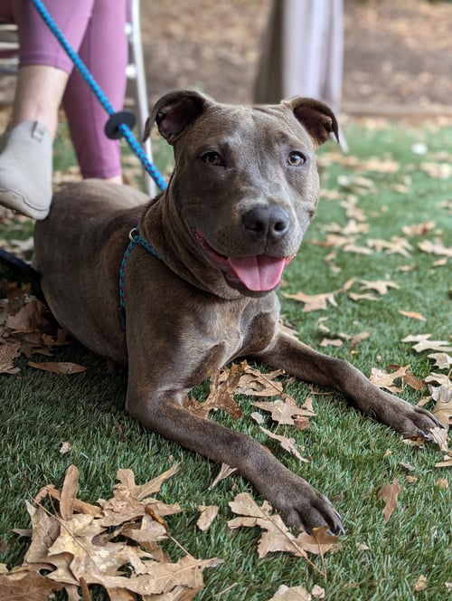 ATHENA THE PITTIE - American Pit Bull Terrier available for adoption