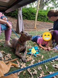 Athena the Pittie - Photo 11