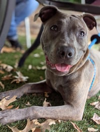 Athena the Pittie - Photo 8