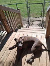 Athena the Pittie - Photo 3