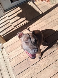 Athena the Pittie - Photo 6