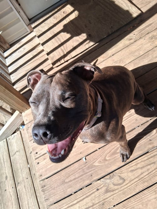 ATHENA THE PITTIE - American Pit Bull Terrier available for adoption