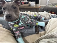 Athena the Pittie - Photo 13