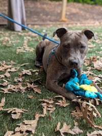 Athena the Pittie - Photo 10