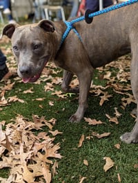 Athena the Pittie - Photo 9