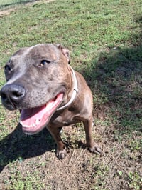 Athena the Pittie - Photo 4