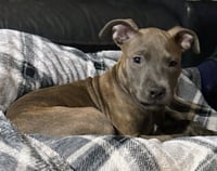 Athena the Pittie - Photo 14