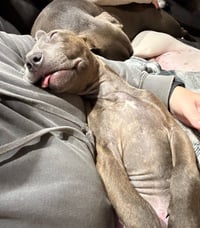 Athena the Pittie - Photo 12
