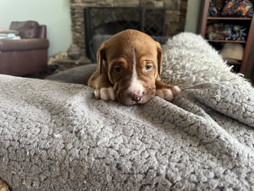 WRINKLES - Hound / Shepherd available for adoption