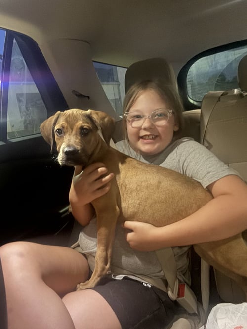 CHANCE - Hound / American Staffordshire Terrier available for adoption