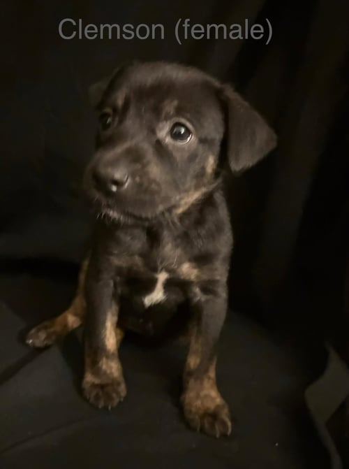 CLEMSON - THE CAMPUS CREW LITTER - Labrador Retriever available for adoption