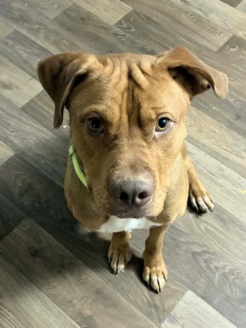 SCOOBY - American Staffordshire Terrier available for adoption