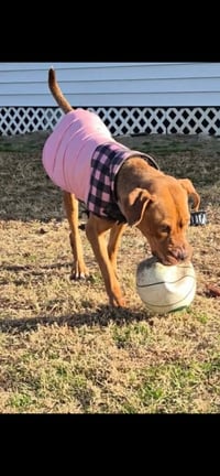 Scooby - Photo 7