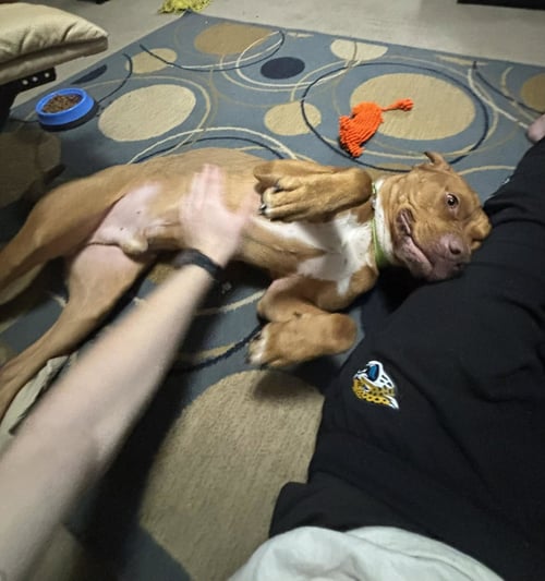 SCOOBY - American Staffordshire Terrier available for adoption