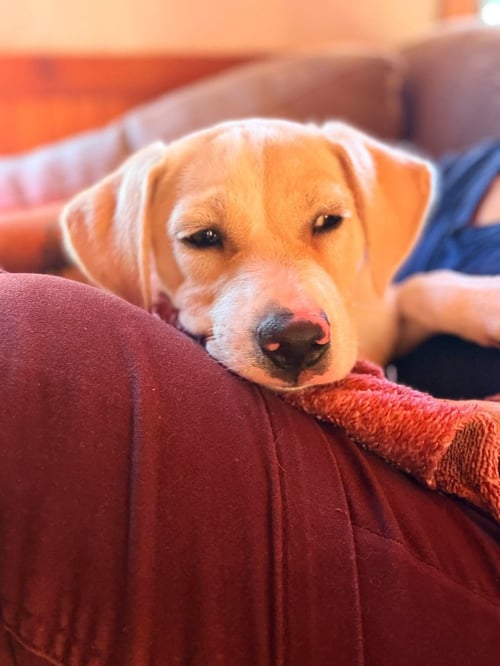 JOSIE (MASCOT LITTER) - German Shepherd Dog / Labrador Retriever available for adoption