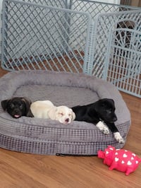 Josie (Mascot litter) - Photo 3