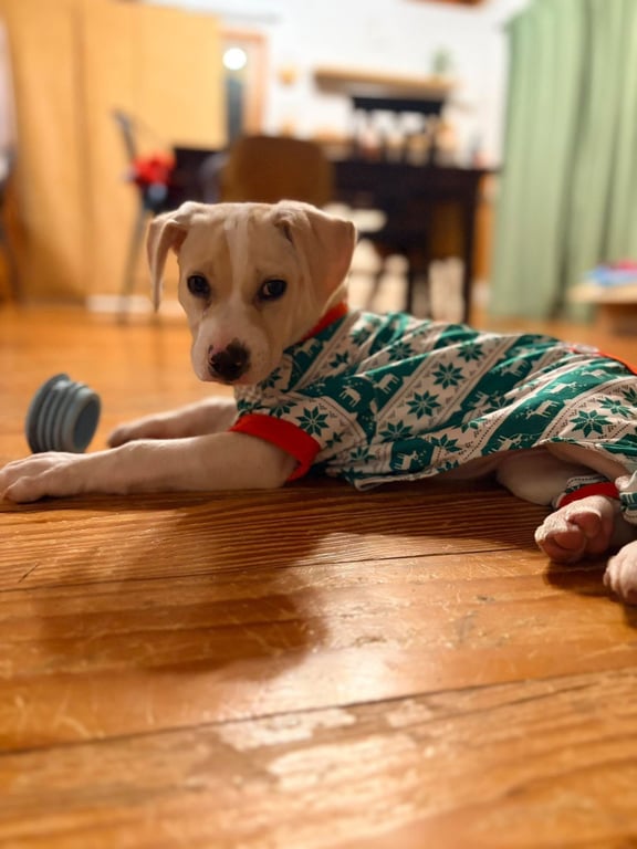 Josie (Mascot litter) Image