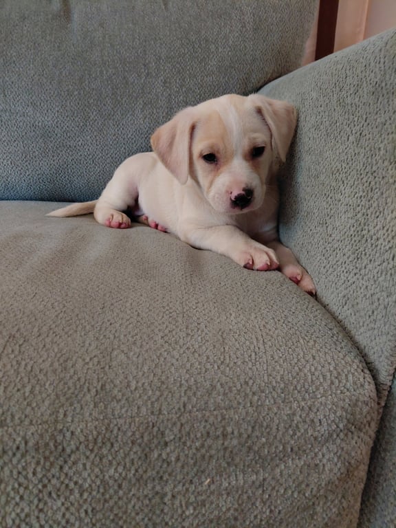 Josie (Mascot litter) Image