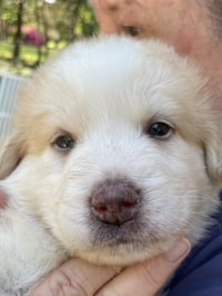 Bean - Sweets Litter - Photo 1