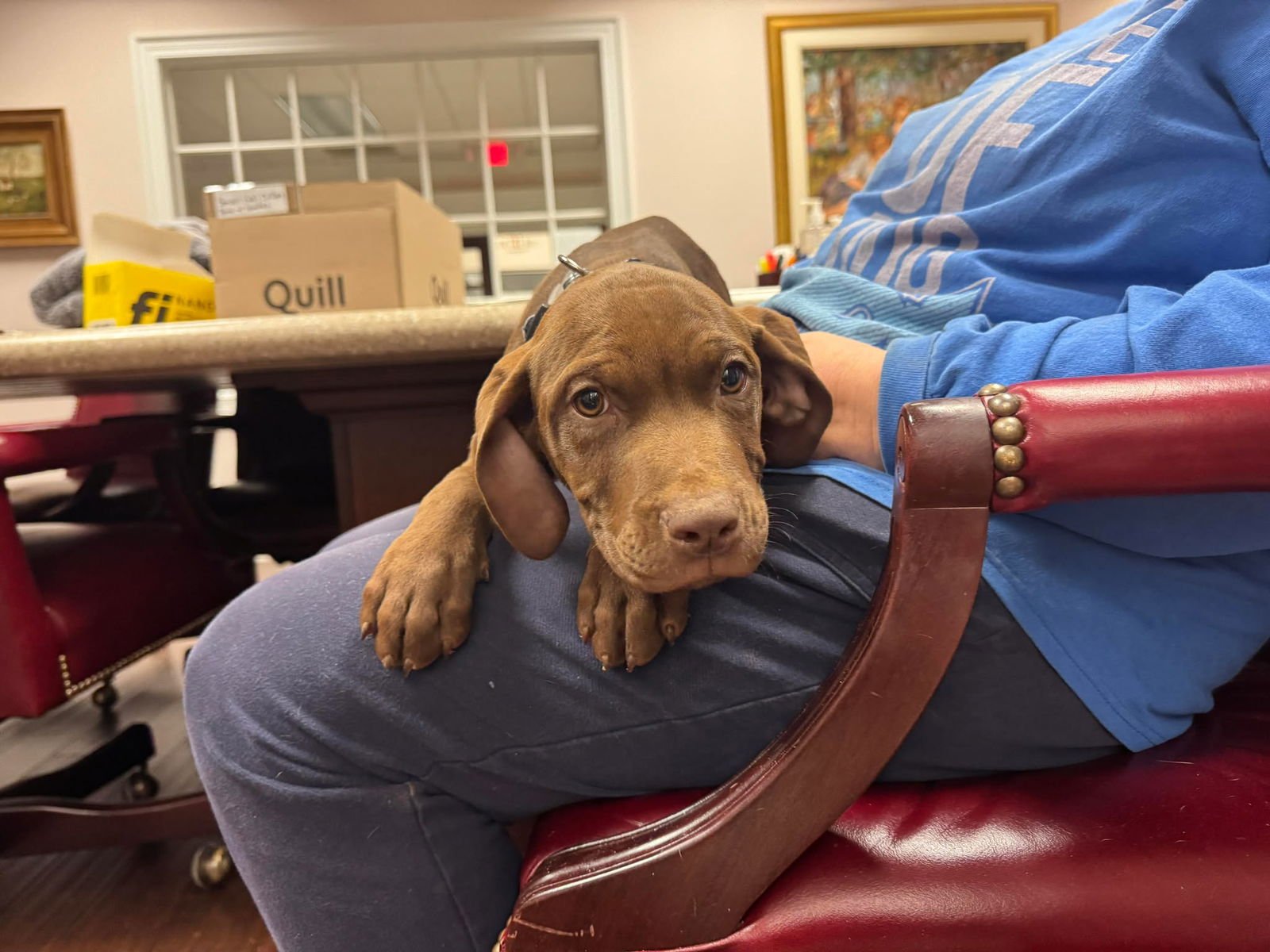 CLERK - Labrador Retriever available for adoption