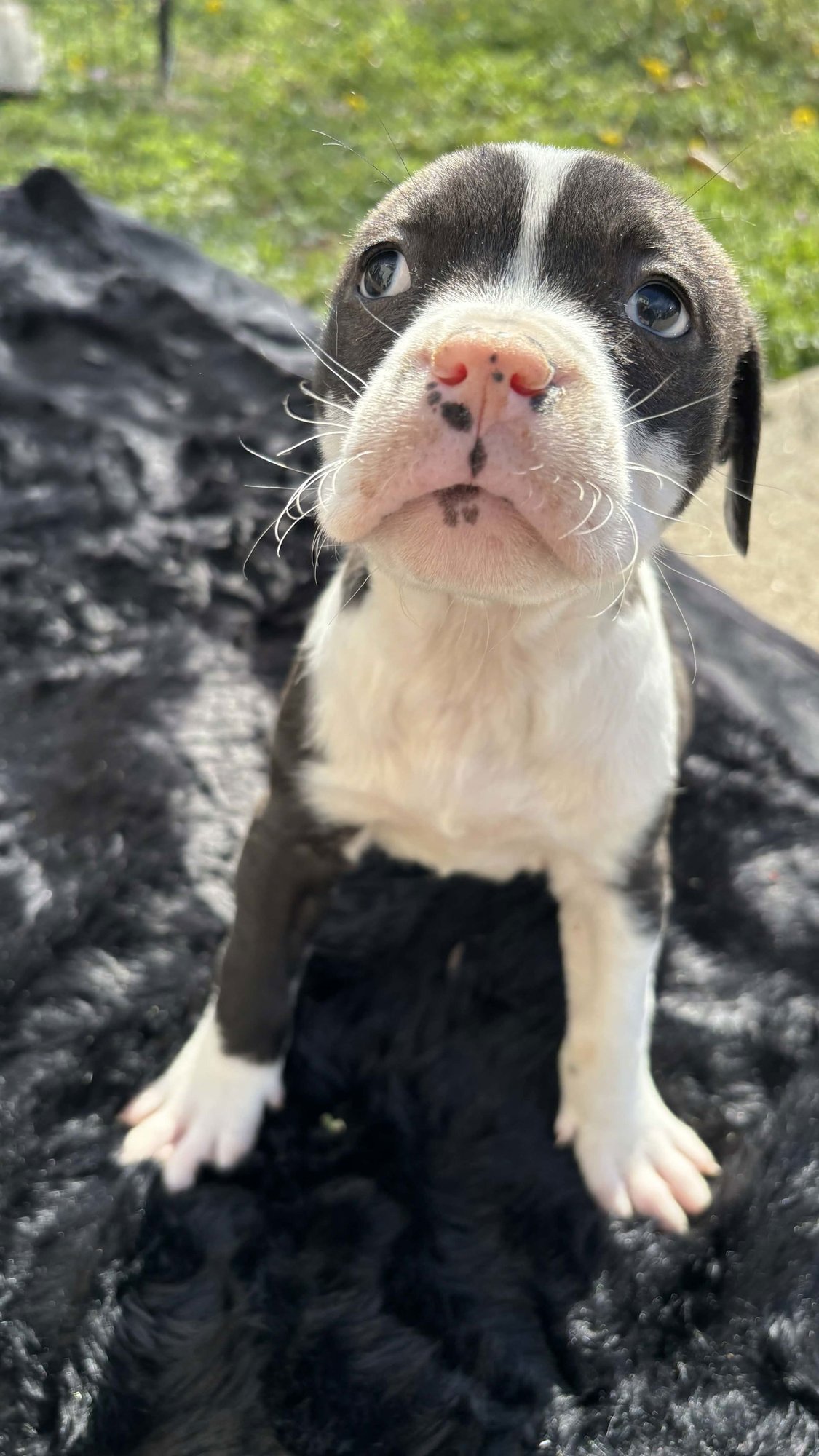 CHERRY (BLOSSOM LITTER) - Labrador Retriever / American Pit Bull Terrier available for adoption