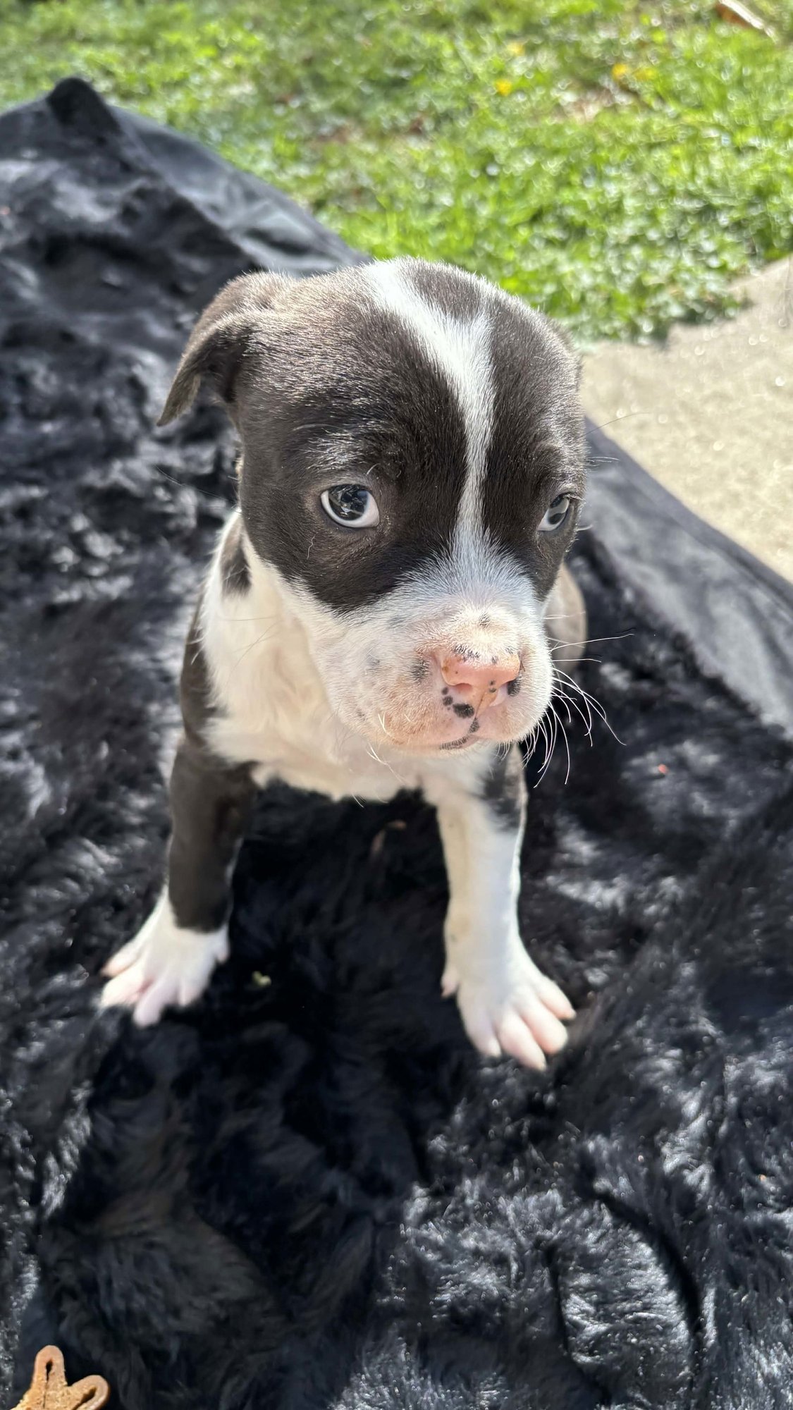 CHERRY (BLOSSOM LITTER) - Labrador Retriever / American Pit Bull Terrier available for adoption