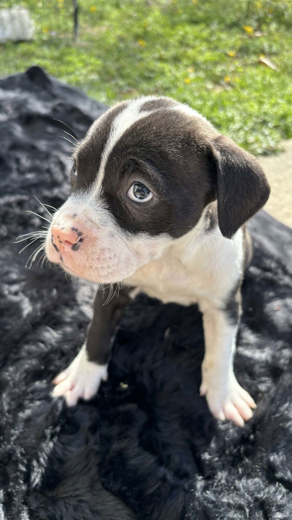 Cherry (Blossom Litter) - Photo 3