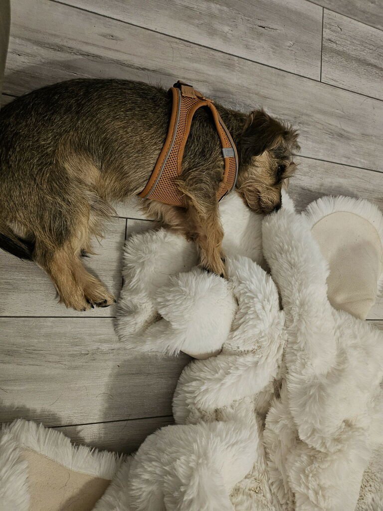 CHARLEY - Miniature Schnauzer / Yorkshire Terrier Yorkie available for adoption