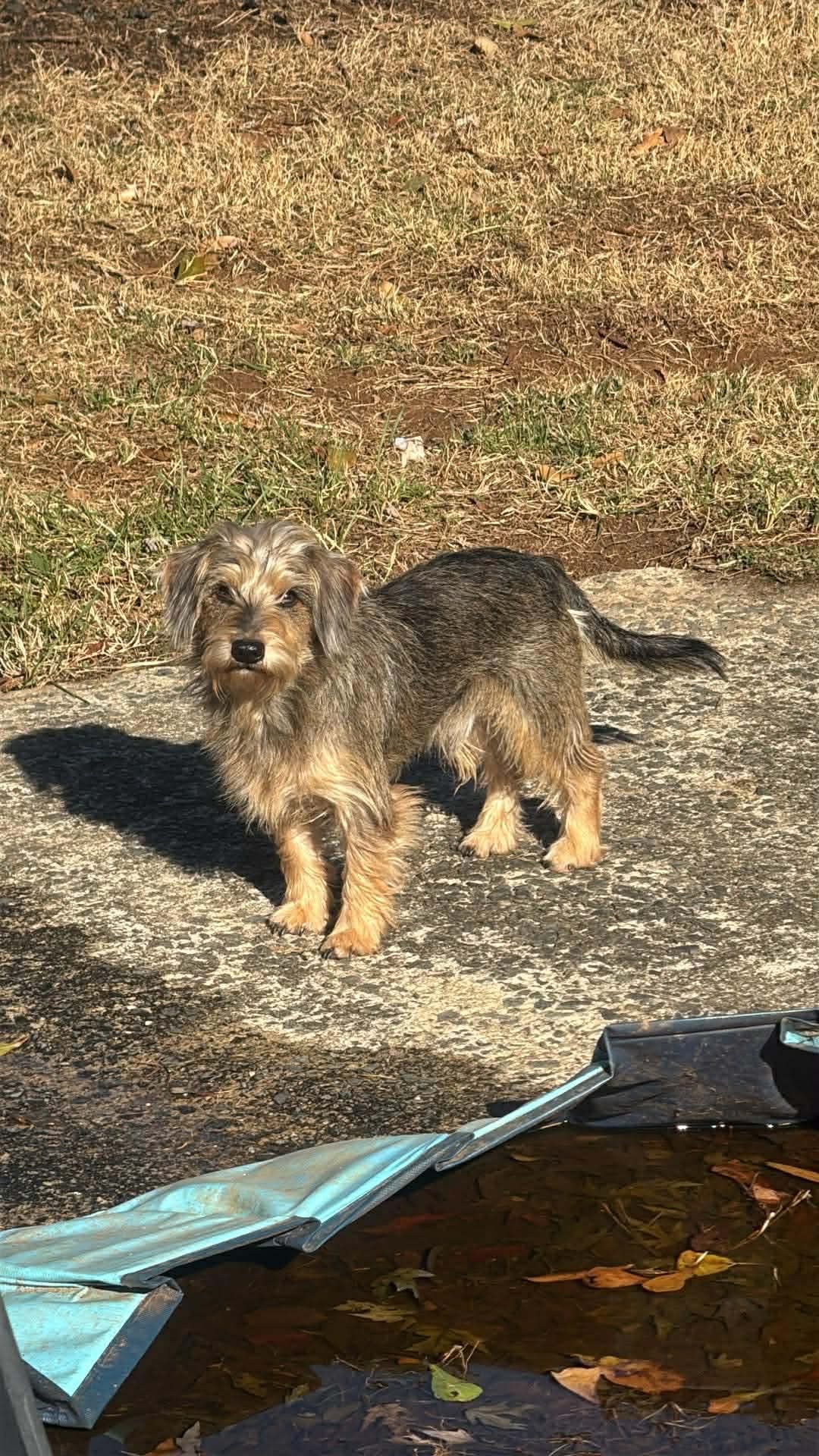 CHARLEY - Miniature Schnauzer / Yorkshire Terrier Yorkie available for adoption