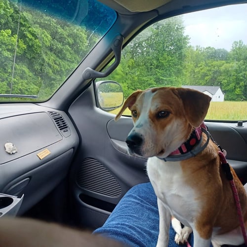 HAVEN - American Staffordshire Terrier / Labrador Retriever available for adoption