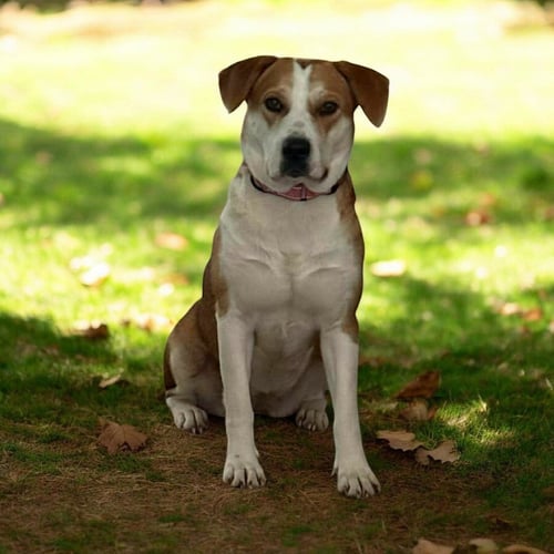 HAVEN - American Staffordshire Terrier / Labrador Retriever available for adoption