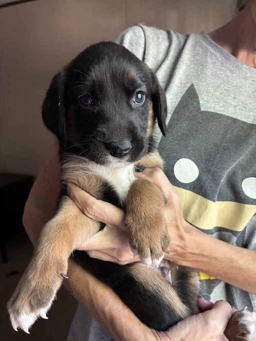 EENEY - BRINLEYS LITTER - Coonhound available for adoption