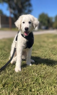 Sampson - Photo 1