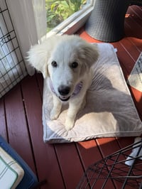 Sampson - Photo 3