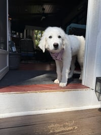 Sampson - Photo 5