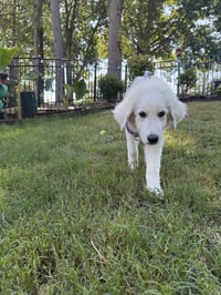 Sampson - Photo 4