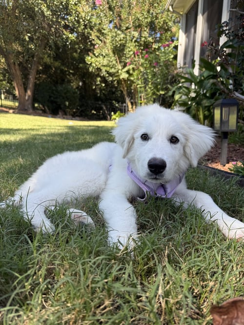 SAMPSON - Great Pyrenees available for adoption
