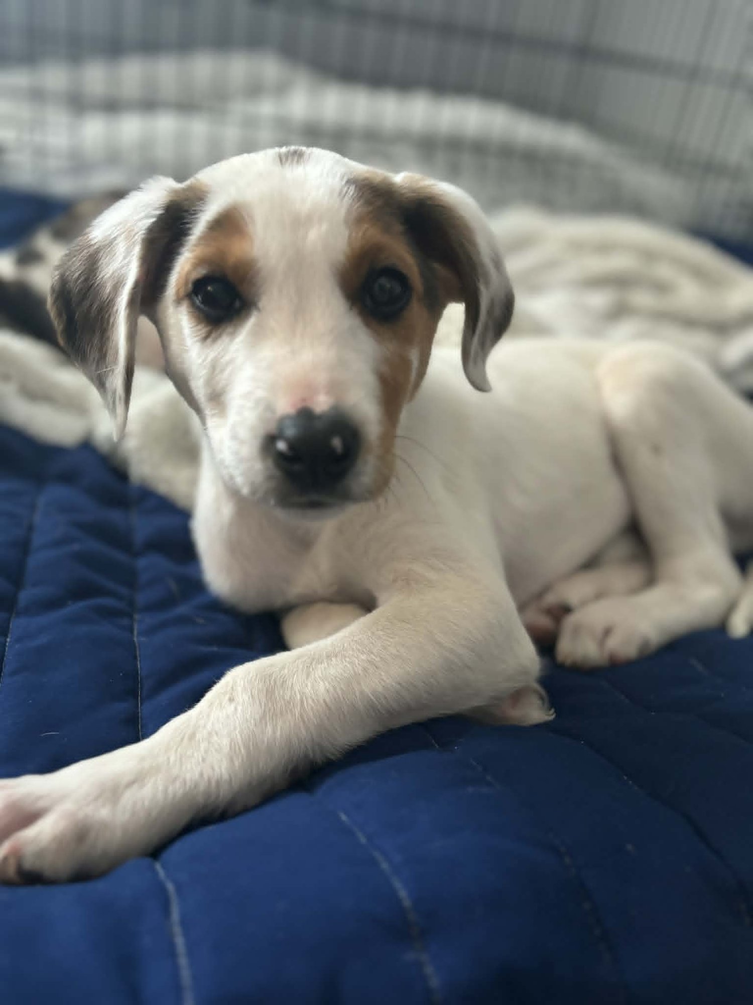 ROSS - Beagle / Hound available for adoption