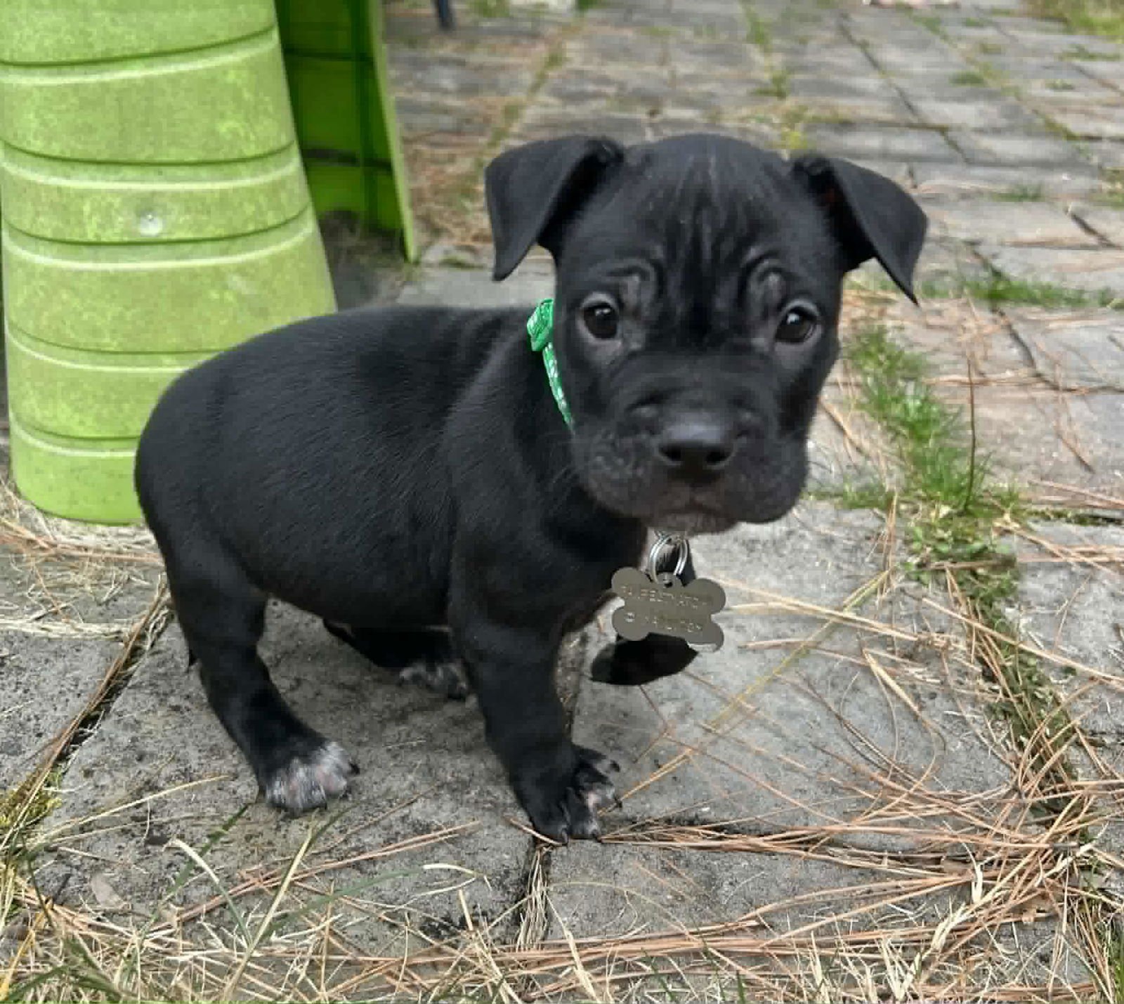 RASCAL - Hound / Australian Cattle Dog/Blue Heeler available for adoption