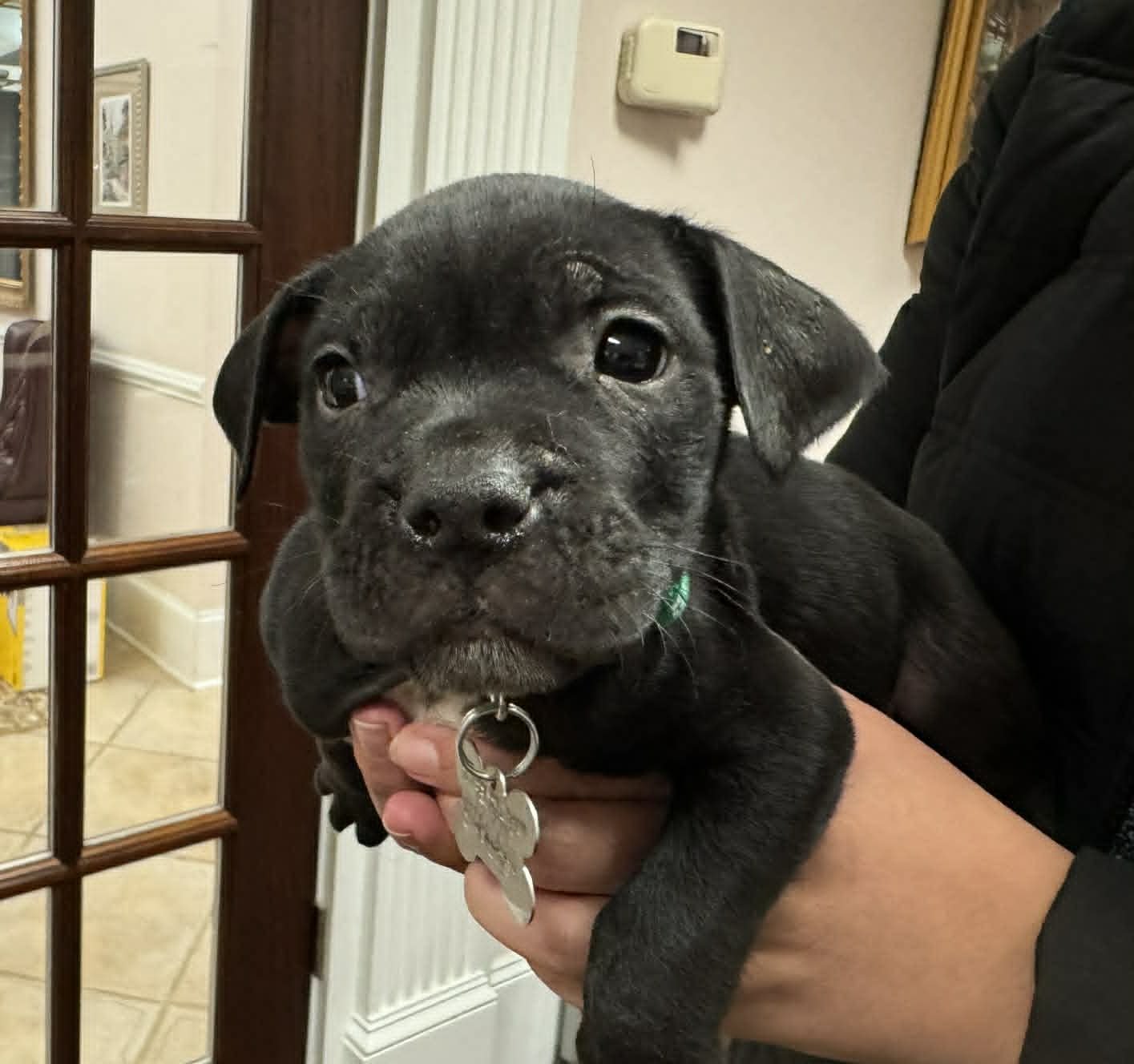 RASCAL - Hound / Australian Cattle Dog/Blue Heeler available for adoption