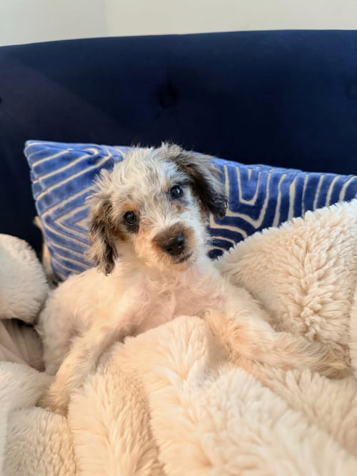 PETUNIA - Poodle (Miniature) available for adoption