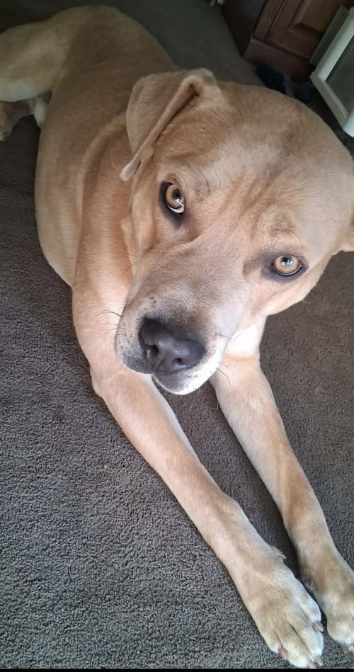 GRASSHOPPER - Labrador Retriever / Staffordshire Bull Terrier available for adoption