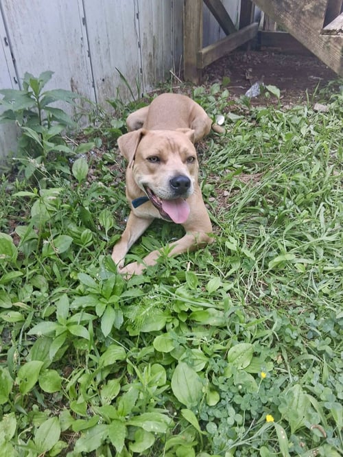 GRASSHOPPER - Labrador Retriever / Staffordshire Bull Terrier available for adoption