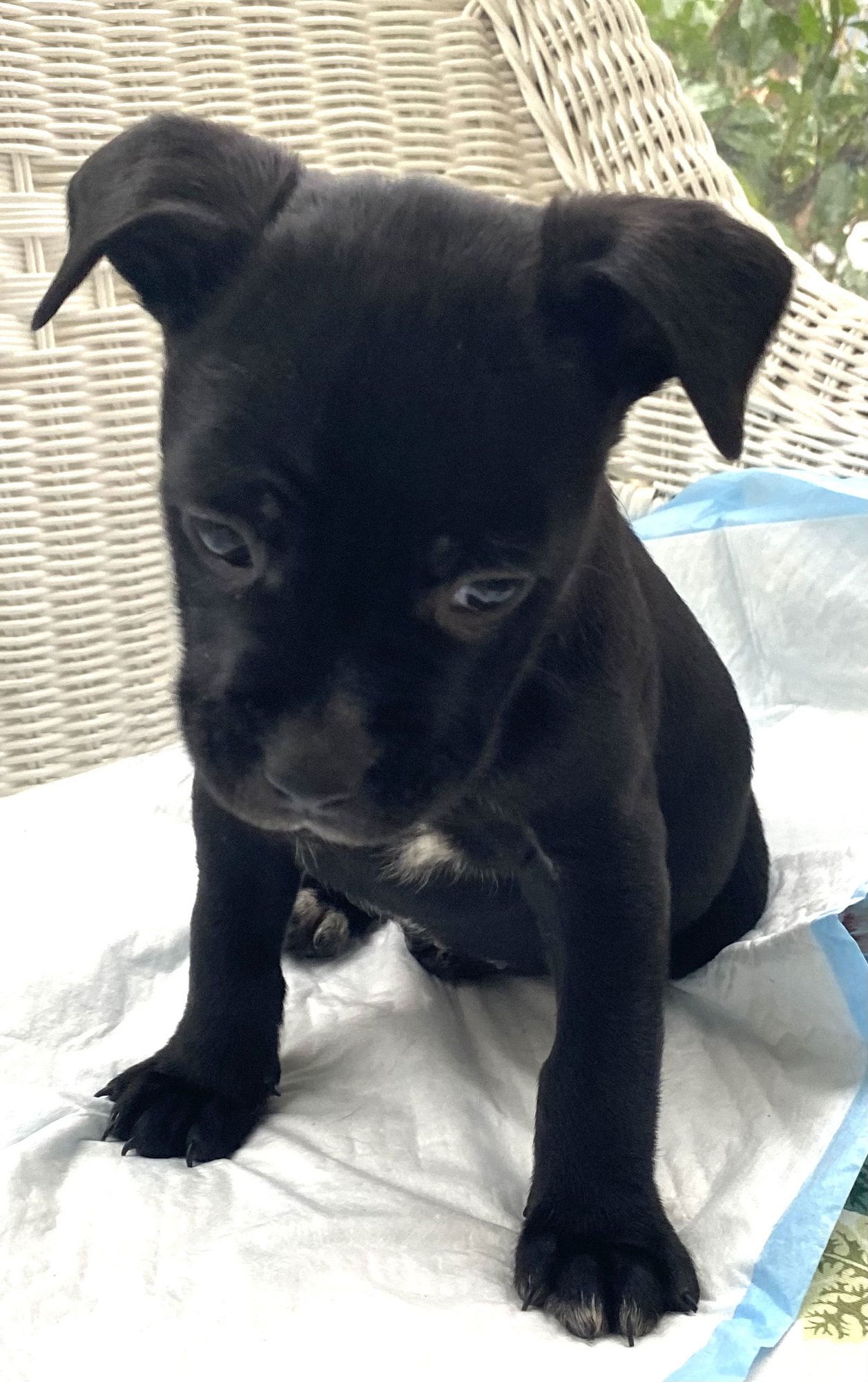 SQUEEZE - Hound / Australian Cattle Dog/Blue Heeler available for adoption