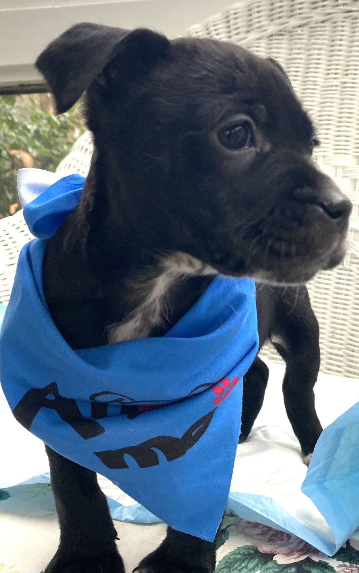 SQUEEZE - Hound / Australian Cattle Dog/Blue Heeler available for adoption