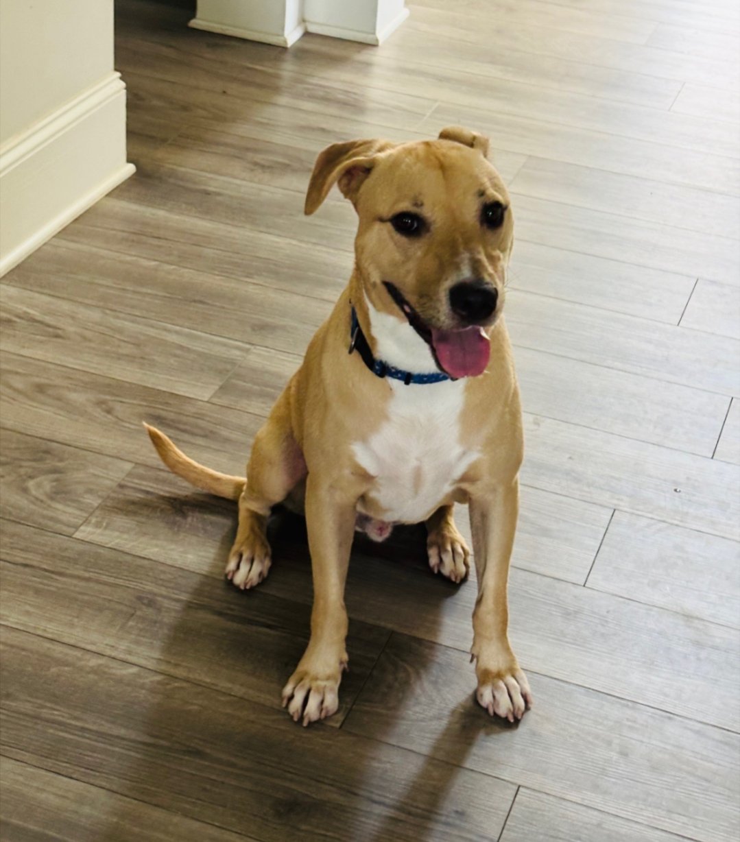 GLAVINE AKA JAX - Hound available for adoption