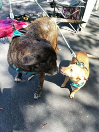 Sheba  [bonded to Bambi] - Photo 13